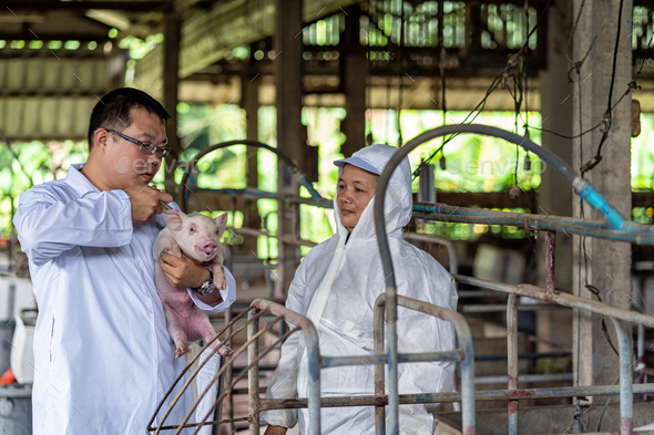Asian veterinarian with assistant holding for checking and inject the baby pig in hog farms