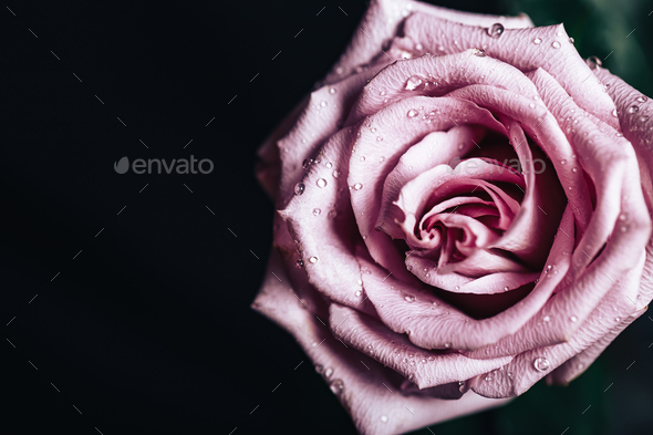 Beautiful fresh rose of pink color on a black background. Place for text.  Photo for a greeting card Stock Photo by Nestea06