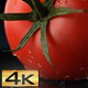 Tomato with Twig Splashing Water - VideoHive Item for Sale