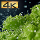 Shaking Lettuce Covered with Water - VideoHive Item for Sale
