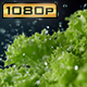 Shaking Lettuce Covered with Water - VideoHive Item for Sale