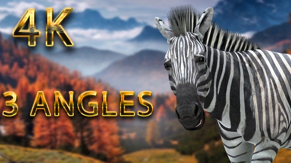 Zebra eating from 3 different angles alt