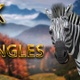 Zebra eating from 3 different angles - VideoHive Item for Sale