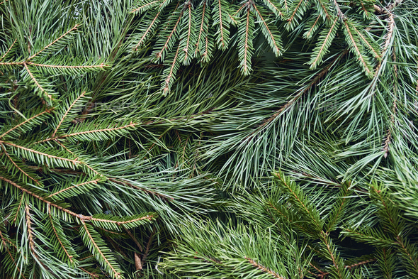 Christmas background of green spruce and pine branches Stock Photo by  Geanna8