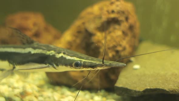 Whiskers Fish in the Aquarium