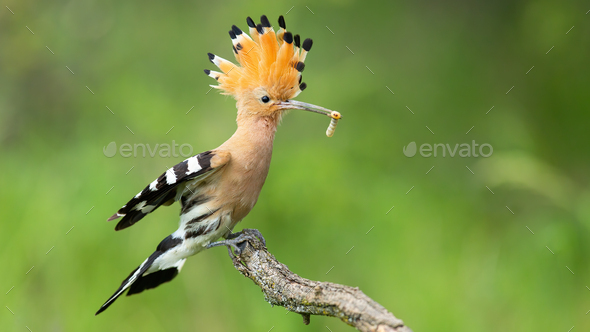 Eurasian hoopoe landing on a twig with open crest in summer nature