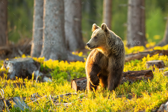 Brown bear looking aside with front leg up in the air inside sunlit forest