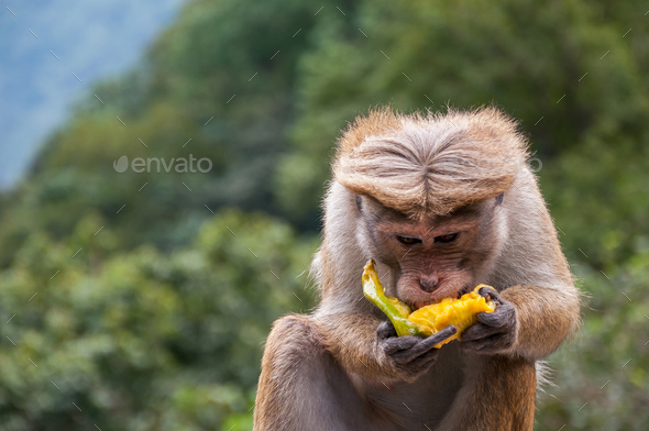 Toque macaque - Stock Photo - Images