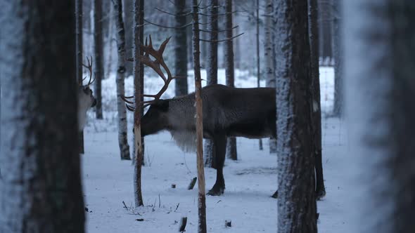 Two Noble Deer Standing and Relaxing in a Frosty Spruce Forest in Snowy Finland
