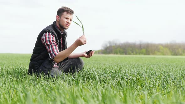 Young Farmer Checks and Explores a Young Green Plants of Wheat alt