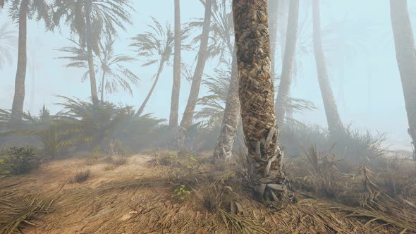 Coconut Palms in Deep Morning Fog alt