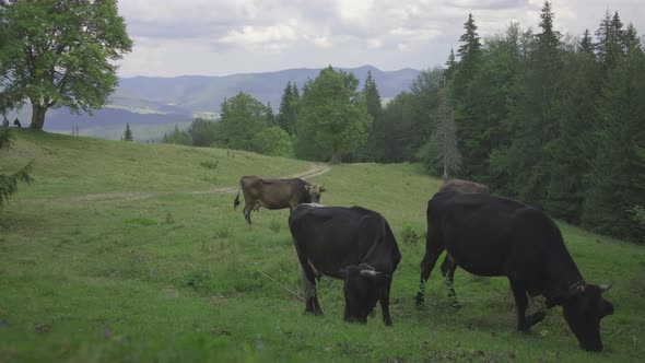 Three brown cows with a bells on their necks grazes on a summer mountain meadow on a sunny day. alt