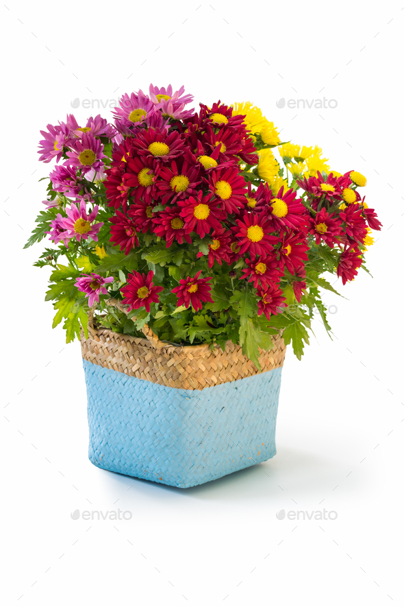 colorful chrysanthemum in flower basket Stock Photo by chuyu2014 PhotoDune