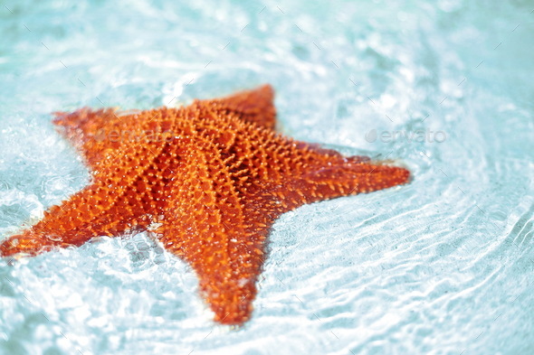 Beautiful colorful bright yellow starfish in clean ocean blue water - Stock Photo - Images