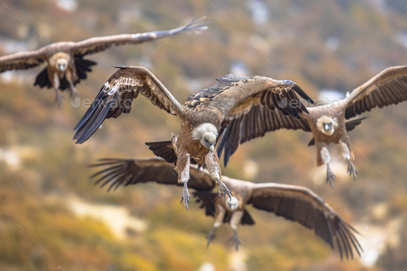 vultures flying