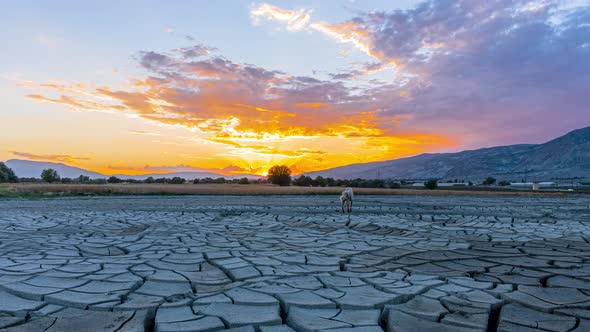 Climate Change and Ecology alt