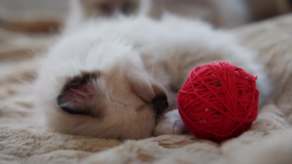 Slow Motion Top View of Little Kitten Sleeps Near Red Ball in Home alt