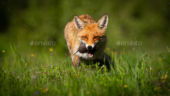 Red fox with mouse in mouth on glade in summer sunlight