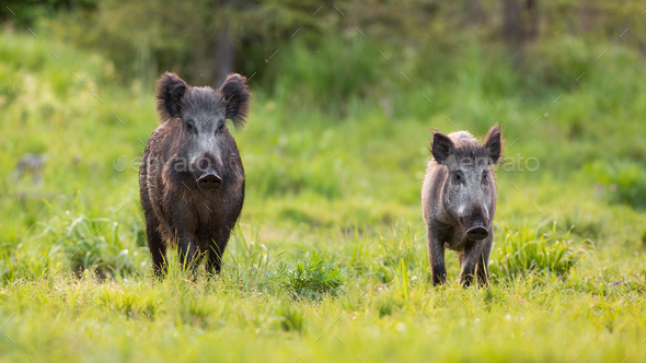 Two wild boars approaching on glade in spring nature - Stock Photo - Images