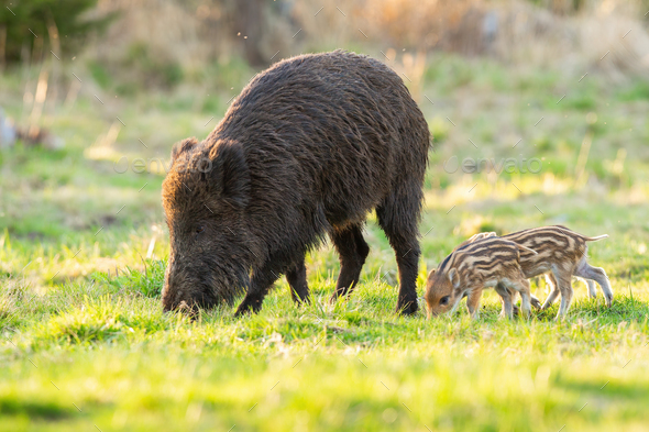 Family of wild boar grazing on glade in spring nature - Stock Photo - Images