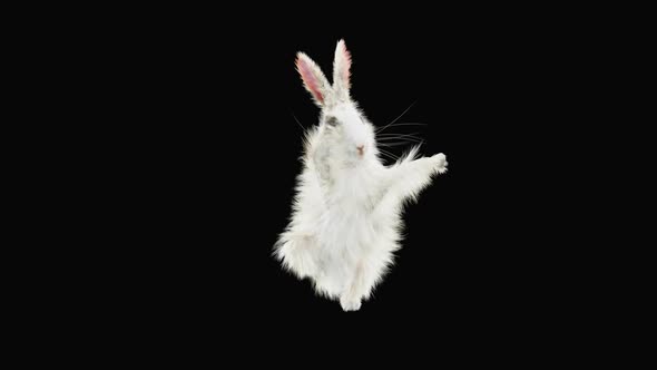 Rabbit Dancing HD alt