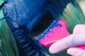 Hairdresser Using Pink Brush While Applying Blue Paint to Female During Dyeing Hair in Unique Color - PhotoDune Item for Sale