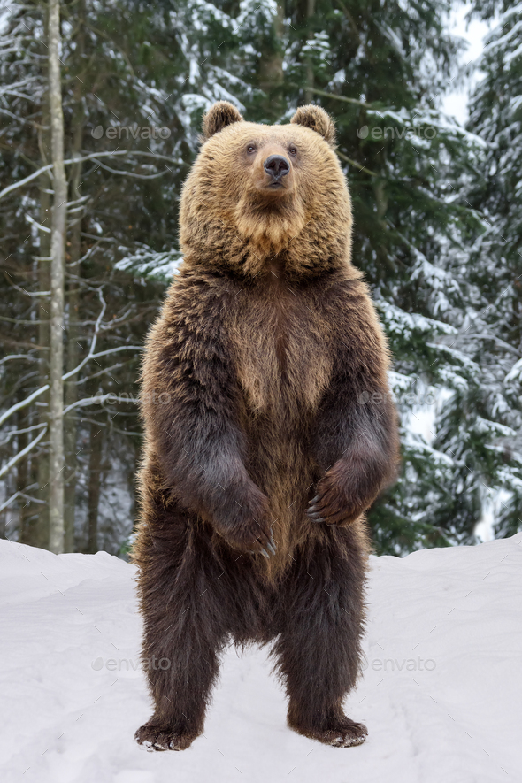 Close Up Brown Bear Standing On His Hind Legs In The Winter Forest Stock Photo By Byrdyak