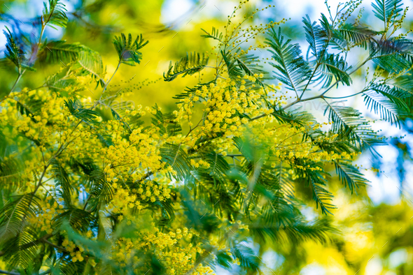 yellow mimosa tree