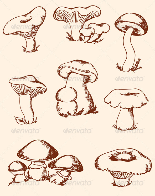 Vintage Forest Mushrooms - Food Objects