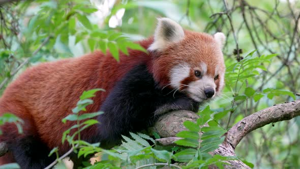 Portrait shot of cute red panda yawning in wilderness, perched in green trees - close up slow motion alt