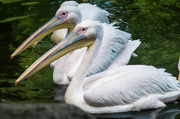 Three white pelicans - Stock Photo - Images