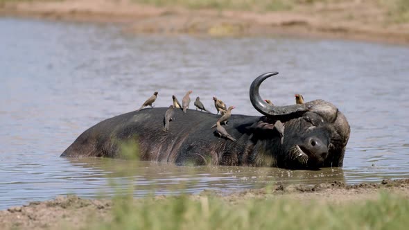 African Cape Buffalo Enjoy in Mud and Birds on His Back, Full Frame Slow Motion. Animals Harmony in alt