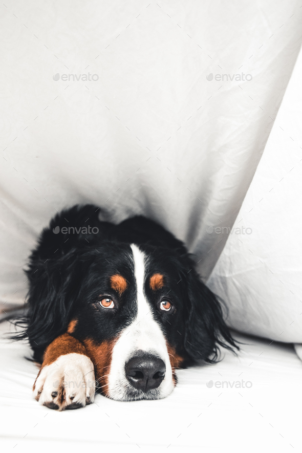 Bernese Mountain Dog in white bed. Lying on a clean bed. Stock Photo by