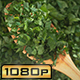 Olive Wood Spoon with Parsley - VideoHive Item for Sale