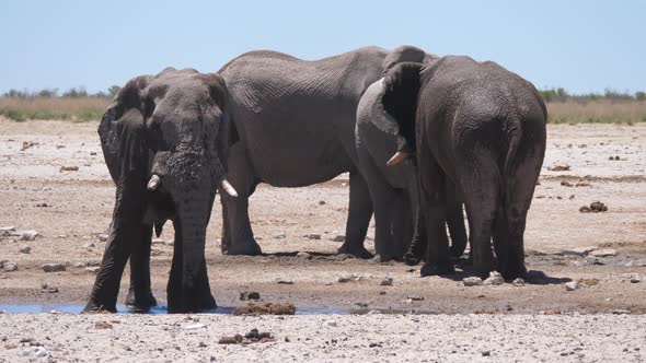 Elephant splashes himself with mud alt