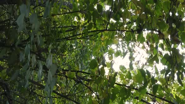 Vertical Video Autumn Forest with Trees in Ukraine Slow Motion alt