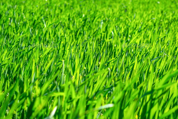 Regenerative Agriculture, Holistic Management, farming problem concept. Green wheat field background