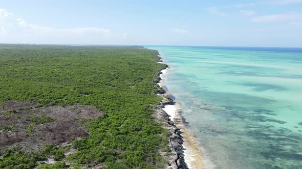 Thickets on the Coast of the Island of Zanzibar Tanzania Slow Motion alt