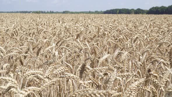 In The Farm Fields  The Ripe Wheat Is Waiting To De Harvested.