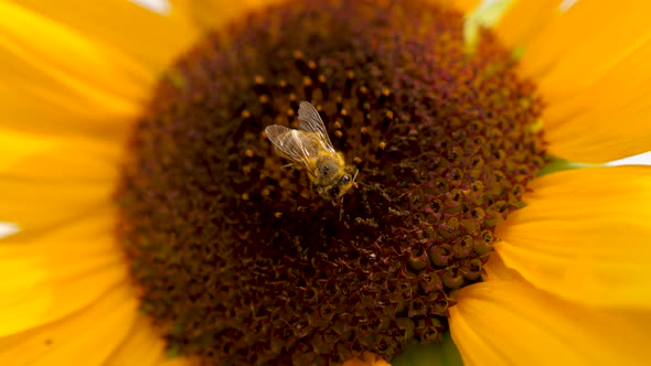 Honey bee collecting nectar or pollen on sunflower on a sunny day.