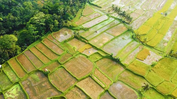 Amazing cinematic Ubud, Bali drone footage with exotic rice terrace, small farms and agroforestry pl alt