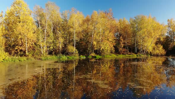 Rise Above Russian Autumn Landscape with Birches and Pond