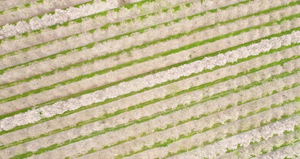 Aerial View of field of cherry trees, Ein Harod, Northern District, Israel. alt
