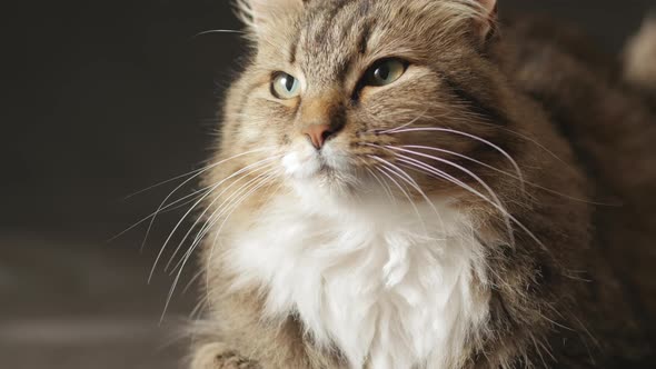 Cat on black dark studio background, sleepy fluffy Siberian cat, concept of pets alt