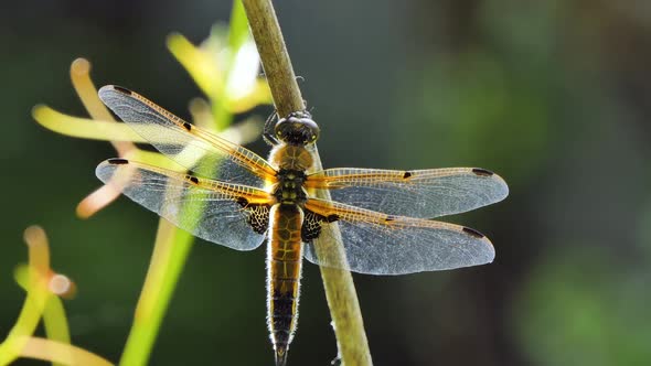 Dragonfly Sits on a Branch, Wild Beetle in Nature, Summer Spring Colorful Macro Wildlife alt