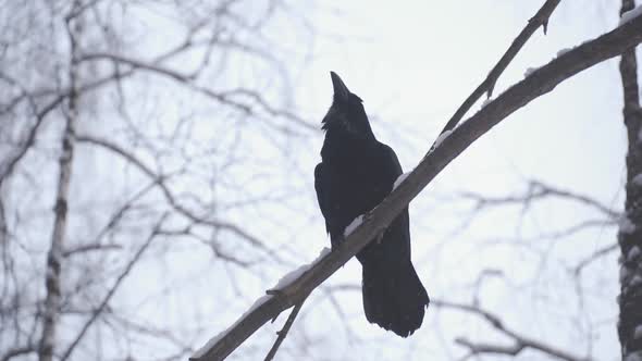 A Black Raven Sits on a Tree Branch and Looks Around
