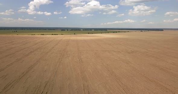 Drone Flight Over Wheat Field with Harvester Tracks on Sunny Summer Day