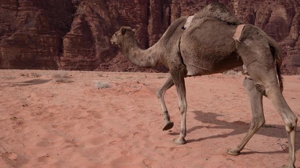 A Big Camel Walks By The Road In A Desert Of Wadi Rum alt