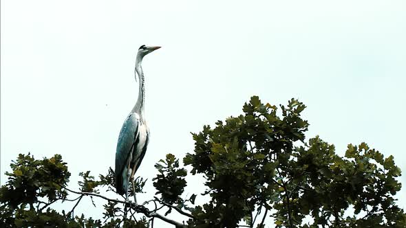 The heron sits at the top of a tree. The egret flies over the forest.