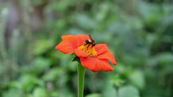 Slow motion of a bee on orange flowers in the garden